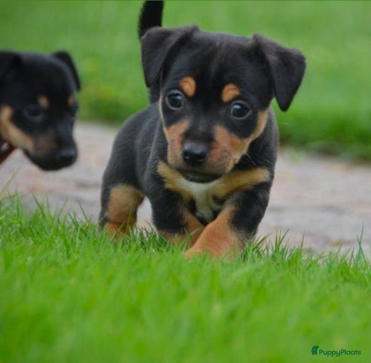 Jack Russel Terriër honden te koop: Supermooie Jack-Russell pups,  groeien op in huis. - Advertentie 5
