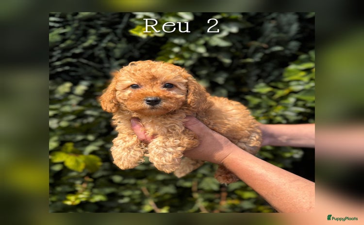 Maltipoo honden - Advertentie 8