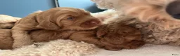 Australian Labradoodle honden te koop: Rood/Abrikoos Australian Labradoodle Puppy's - Advertentie 10