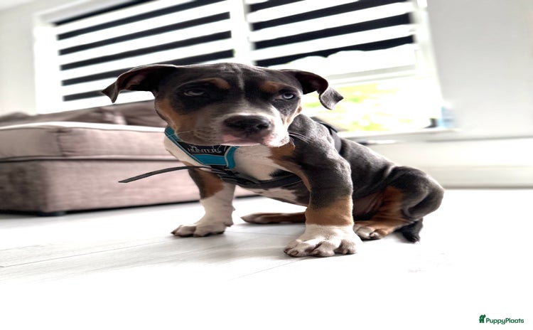 Amerikaanse Bully honden - Advertentie 1