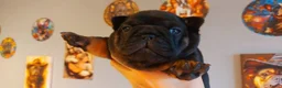Franse Bulldog honden te koop: Prachtige Franse Bulldog pups met stamboom - Advertentie 10