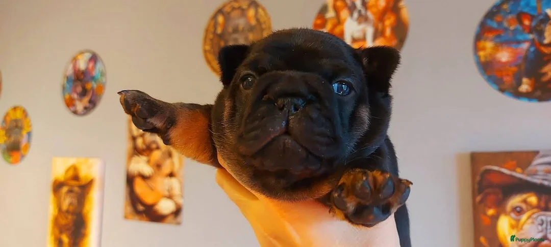 Franse Bulldog honden te koop: Prachtige Franse Bulldog pups met stamboom - Advertentie 10
