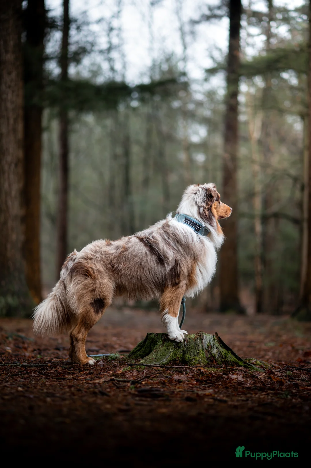 Australian Shepherd honden ter dekking: Merle Australian Shepherd Dekreu - Advertentie 2