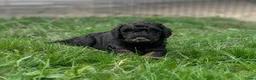 Australian Labradoodle honden te koop: Australian labradoodle puppy’s  - Advertentie 14