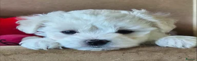 Morkie 1