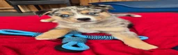 Kruising honden te koop: Mini Australian shepherd pup reutje  - Advertentie 1