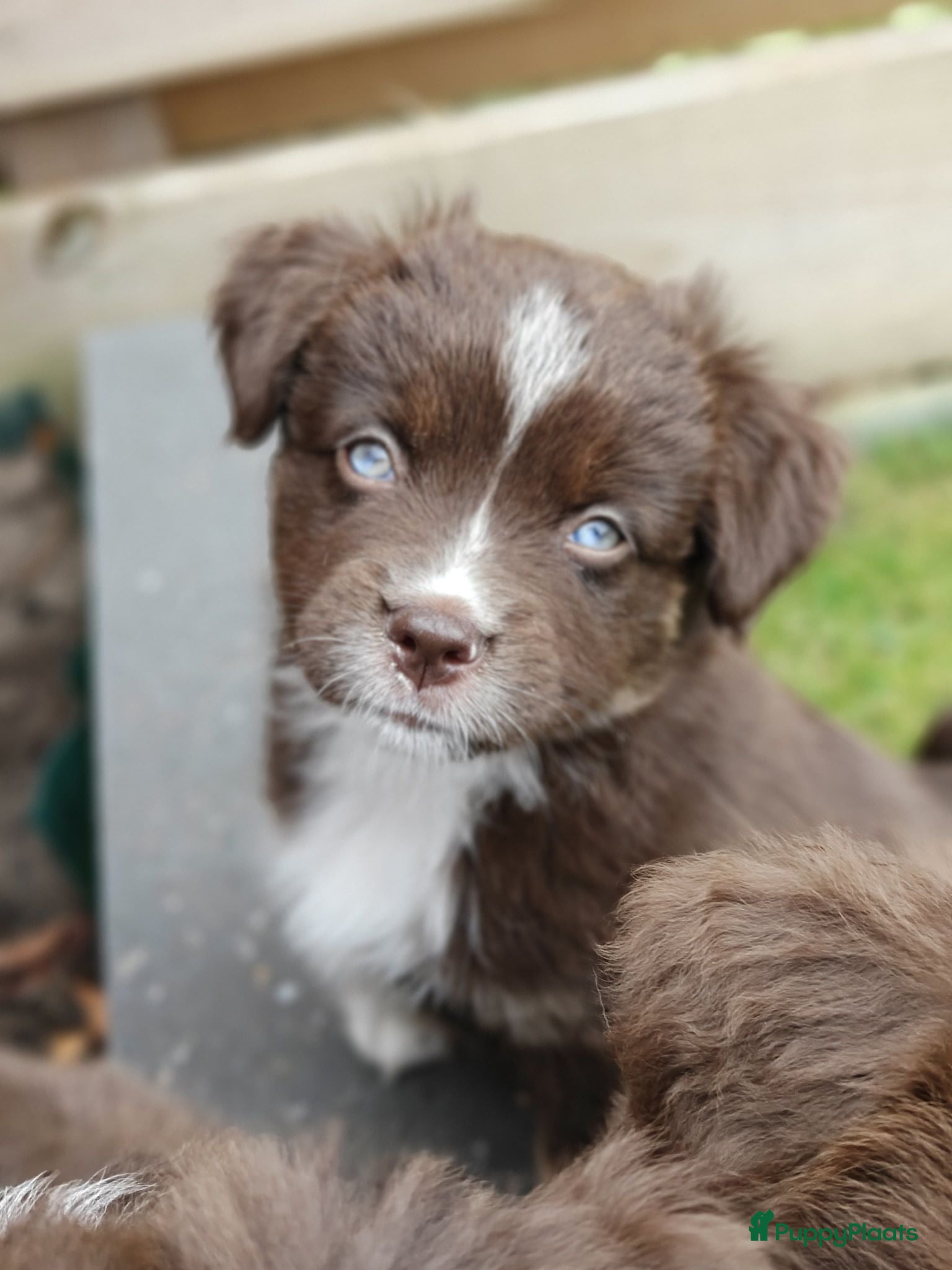 Miniature American Shepherd honden Mini American Shepherd pup teefje - Advertentie 1