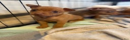 Dwergpinscher honden te koop: Dwergpinscher pups - Advertentie 7