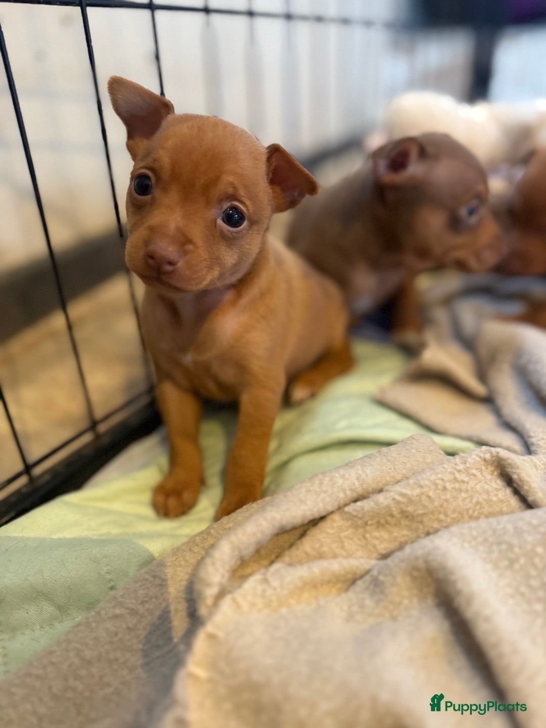 Dwergpinscher honden te koop: Dwergpinscher pups - Advertentie 7