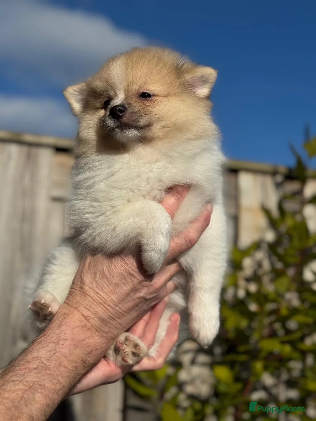 Pomeriaan honden te koop: Prachtige Pomeriaan pups  - Advertentie 6