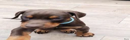 Dobermann honden te koop: 3 Dobermann pups  zoeken  een goud mandje   - Advertentie 3