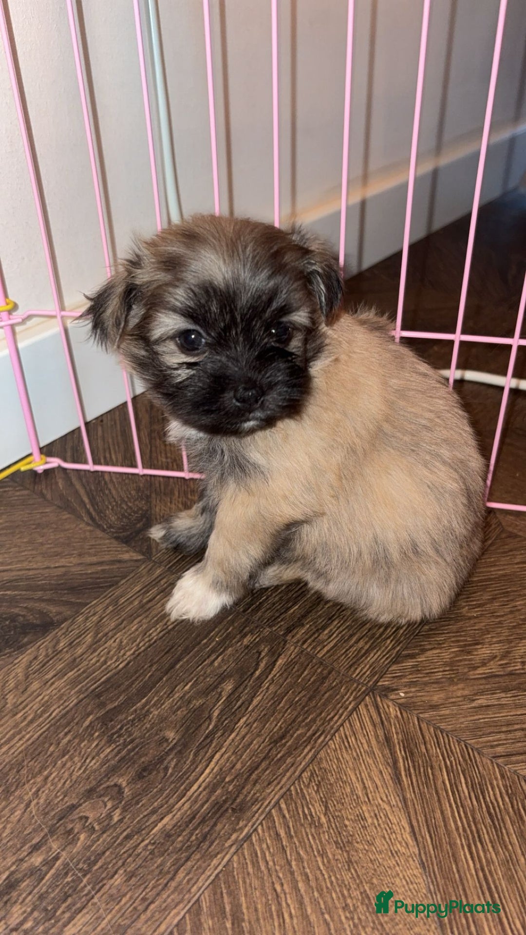 Kruising honden te koop: Lieve pups zoeken een liefdevol thuis - Advertentie 10