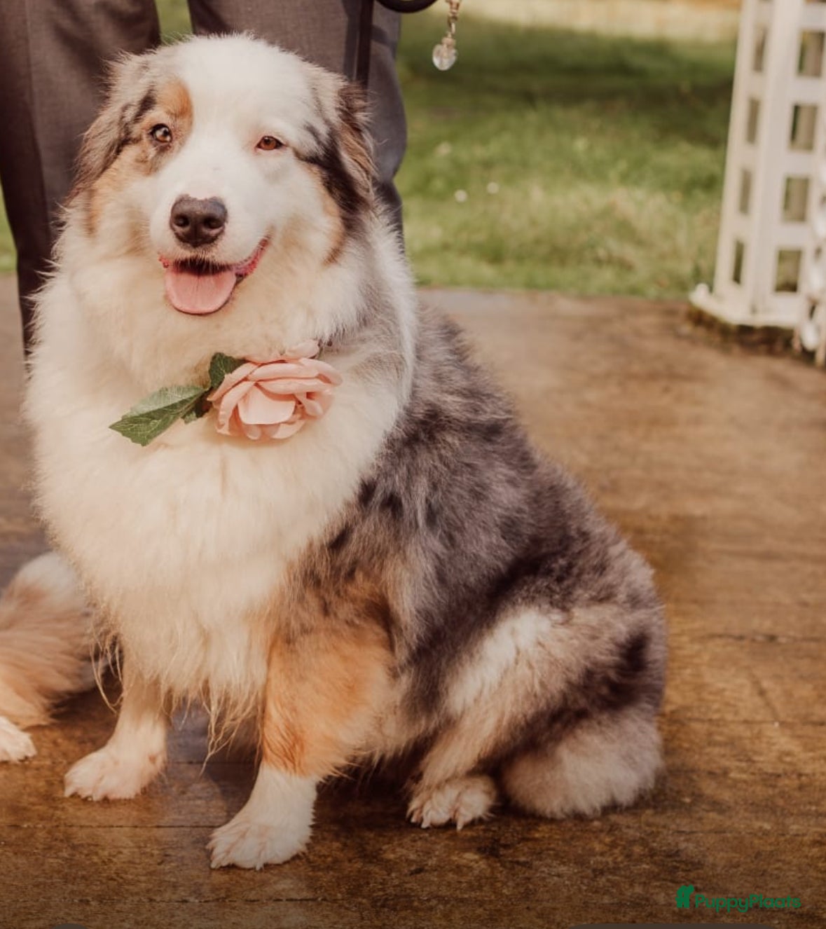 Australian Shepherd honden Australian shepherd reutje met fci stamboom - Advertentie 1