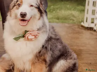 Australian Shepherd honden Australian shepherd reutje met fci stamboom - Advertentie 1