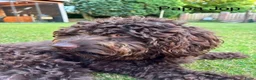 Labradoodle honden te koop: Labradoodle pups  - Advertentie 24