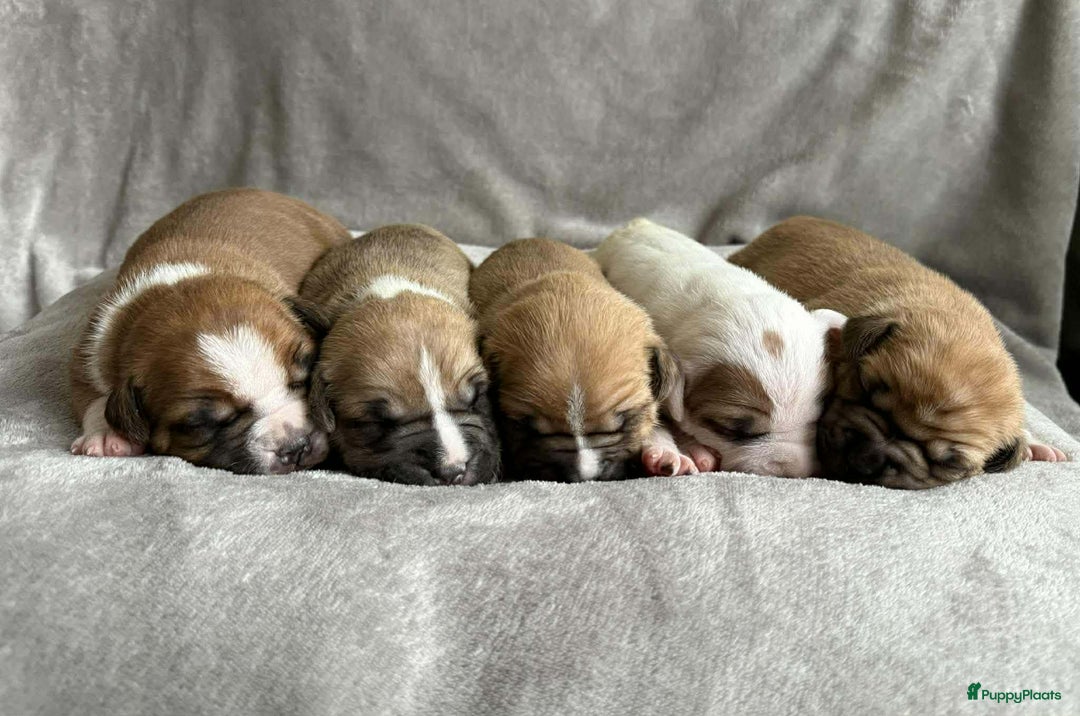 American Staffordshire Terriër honden te koop: American staffordshire terriër pups met stamboom - Advertentie 4
