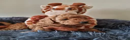 Poedel Toy honden te koop: Toy poedel pups - Advertentie 4