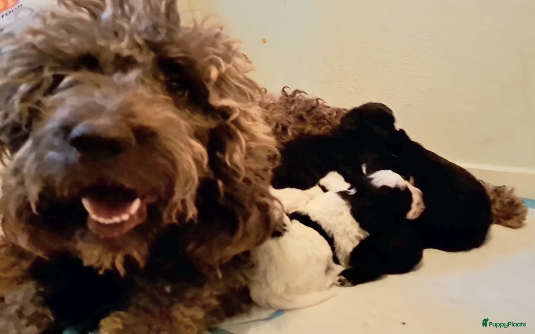 Kruising honden te koop: Zeer kleine waterhond - Advertentie 11