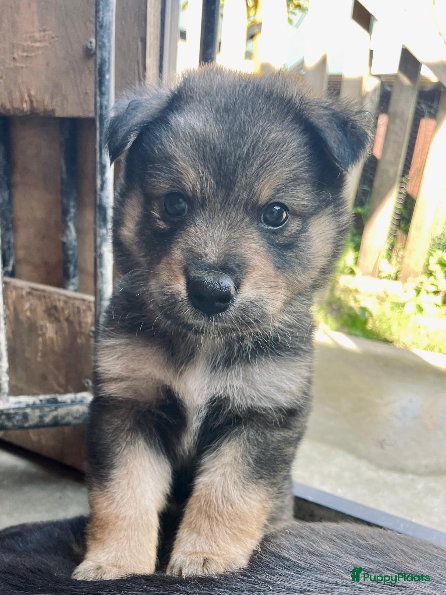 Kruising honden Pup Eurasiër / Herdermix - Advertentie 2