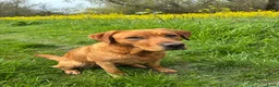 Labrador Retriever honden te koop: Red fox Labrador pups verwacht  - Advertentie 2