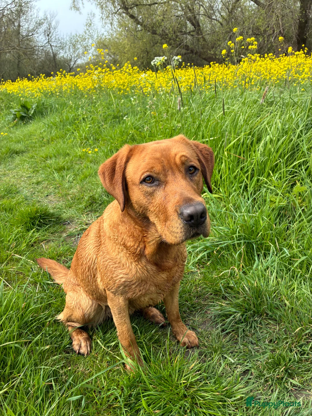 Labrador Retriever honden te koop: Red fox Labrador pups verwacht  - Advertentie 2