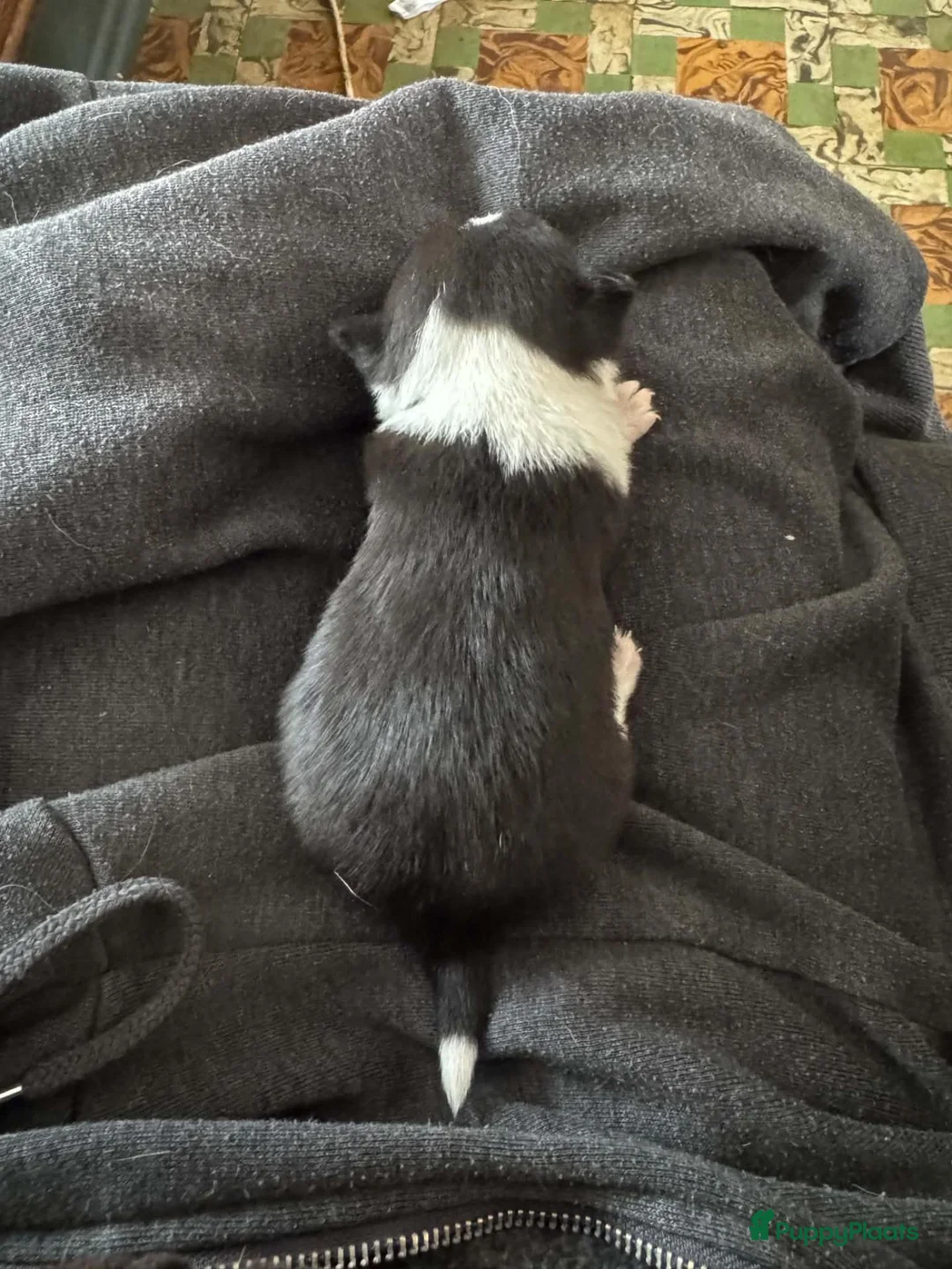 Chihuahua honden te koop: Korthaar chihuahuapups - Advertentie 2
