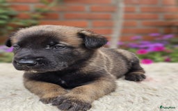 Mechelse Herder honden te koop: Puppy's Mechelse herder - mogen naar nieuw huisje - Afbeelding 18