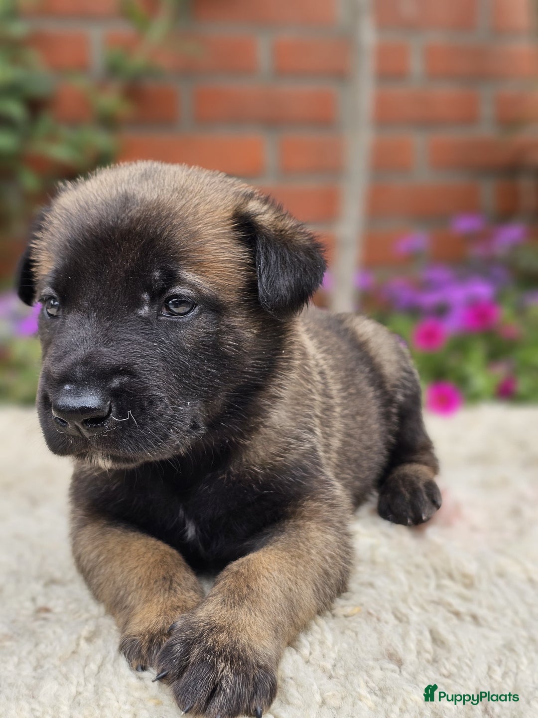 Mechelse Herder honden te koop: Puppy's Mechelse herder - mogen naar nieuw huisje - Afbeelding 18