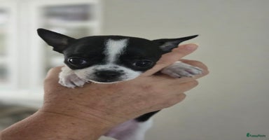 Chihuahua honden - Advertentie 11