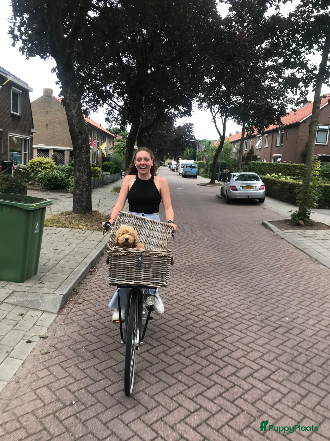 Kruising honden te koop: Australian Goldendoodle pups voor Autisme ADHD - Advertentie 18