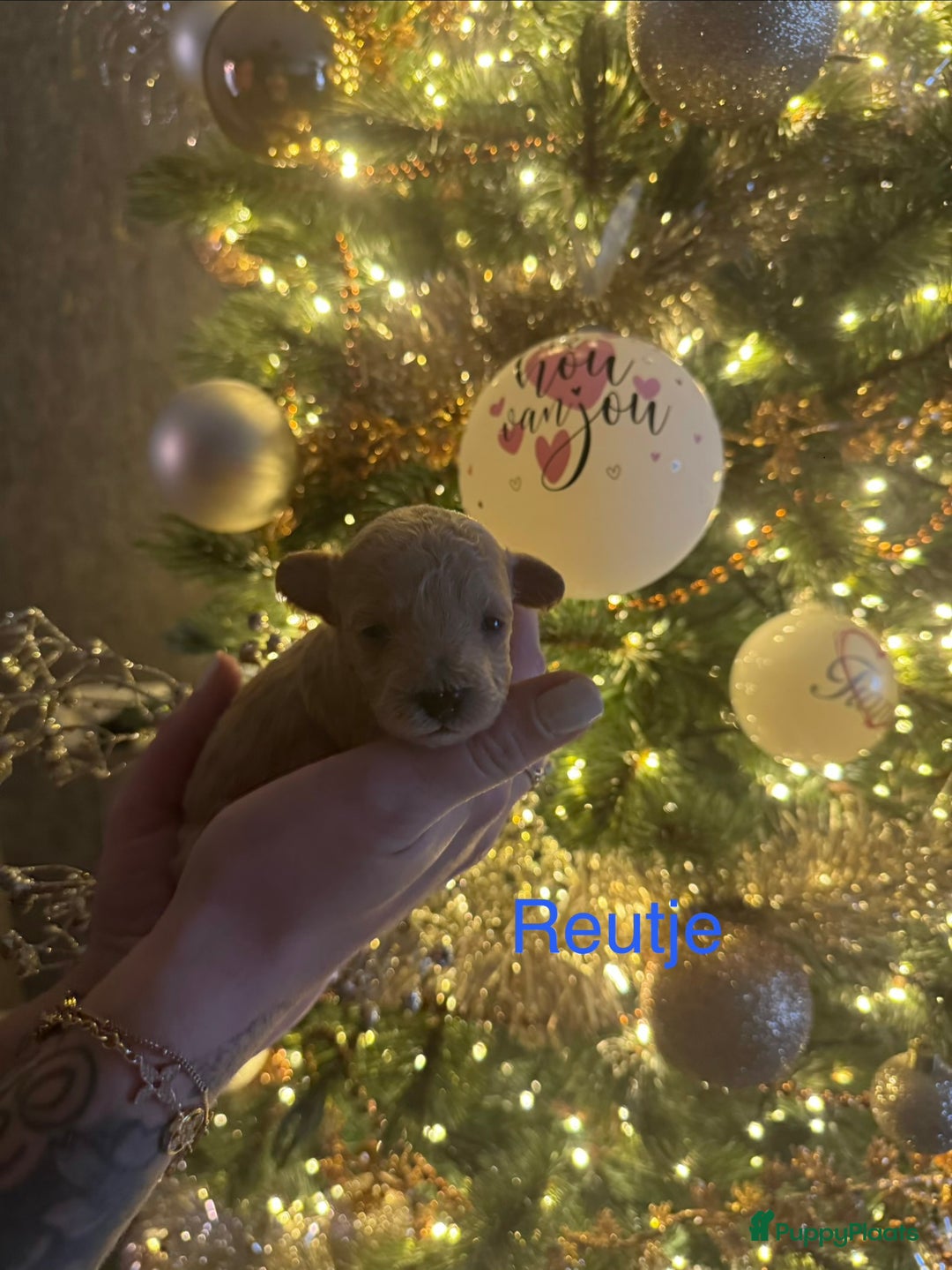 Poedel Toy honden te koop: Toy poedel puppys - Advertentie 5