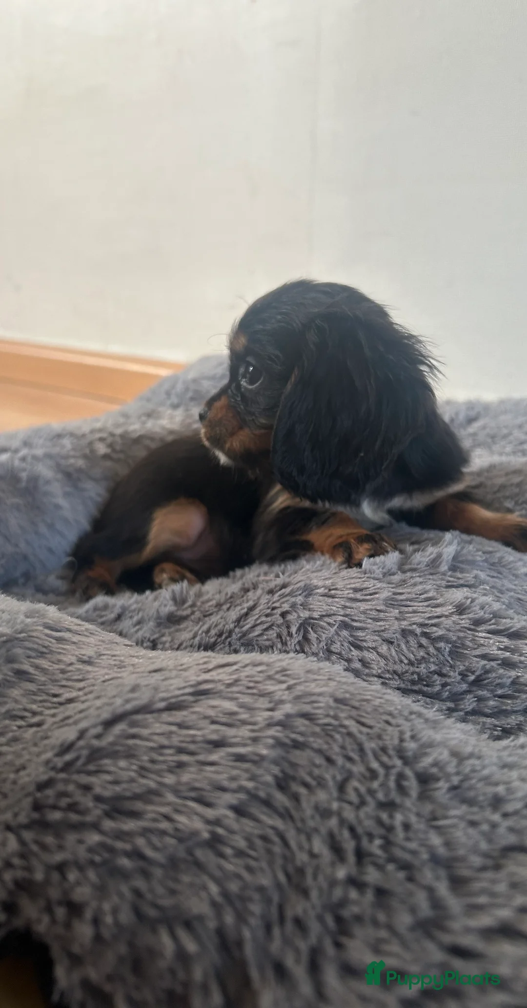 Cavalier King Charles Spaniel honden te koop: Prachtige Cavelier King Charles pups - Advertentie 3