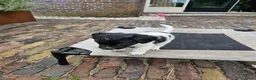 Friese Stabij honden te koop: mooie stabij pups in IJhorst - Advertentie 4