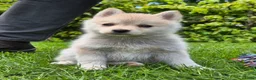 Kruising honden te koop: Pomsky x shiba inu (1/4) pups - Advertentie 7