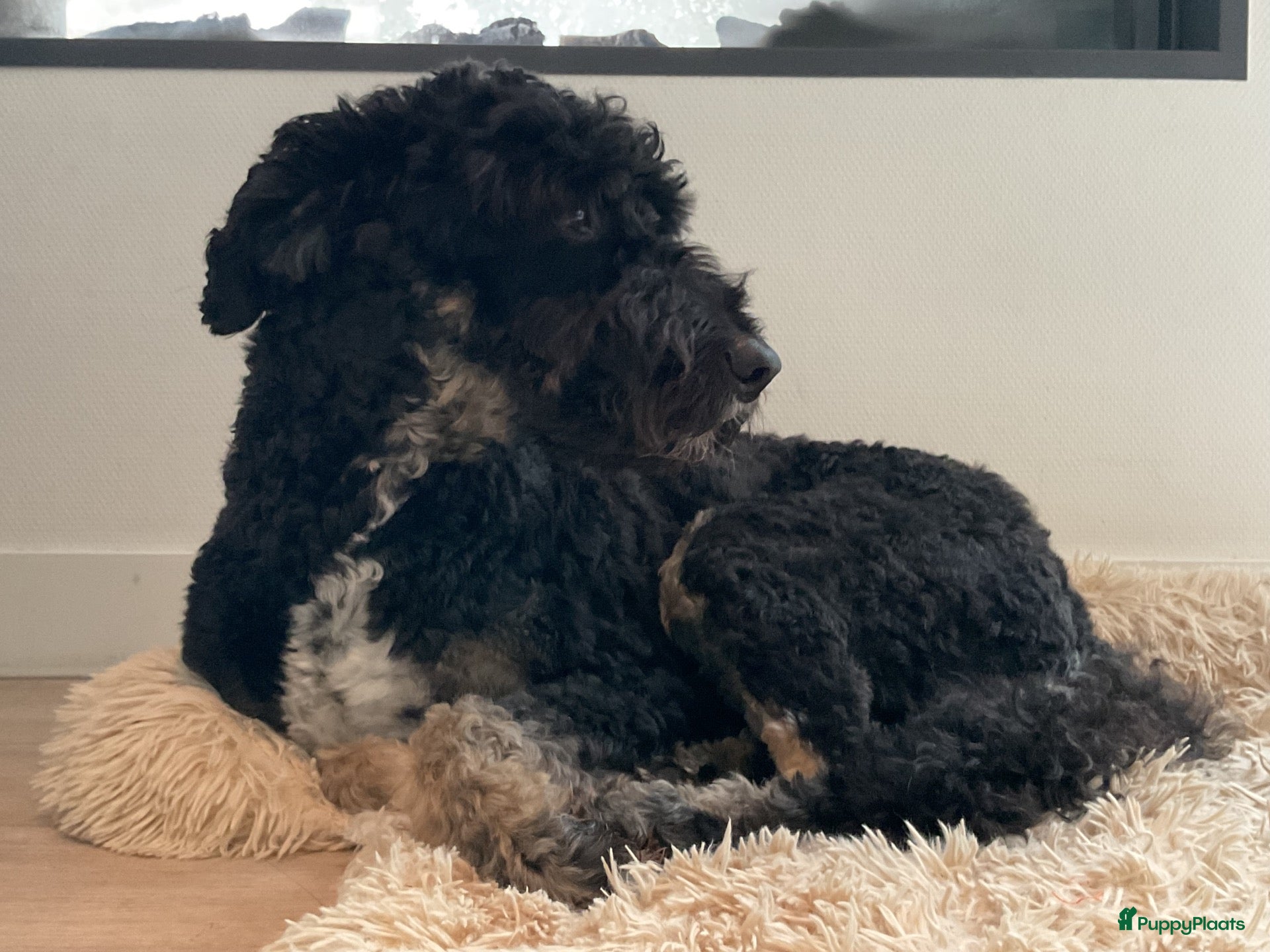 Labradoodle honden Lieve Labradoodle zoekt een leuk teefje - Advertentie 2
