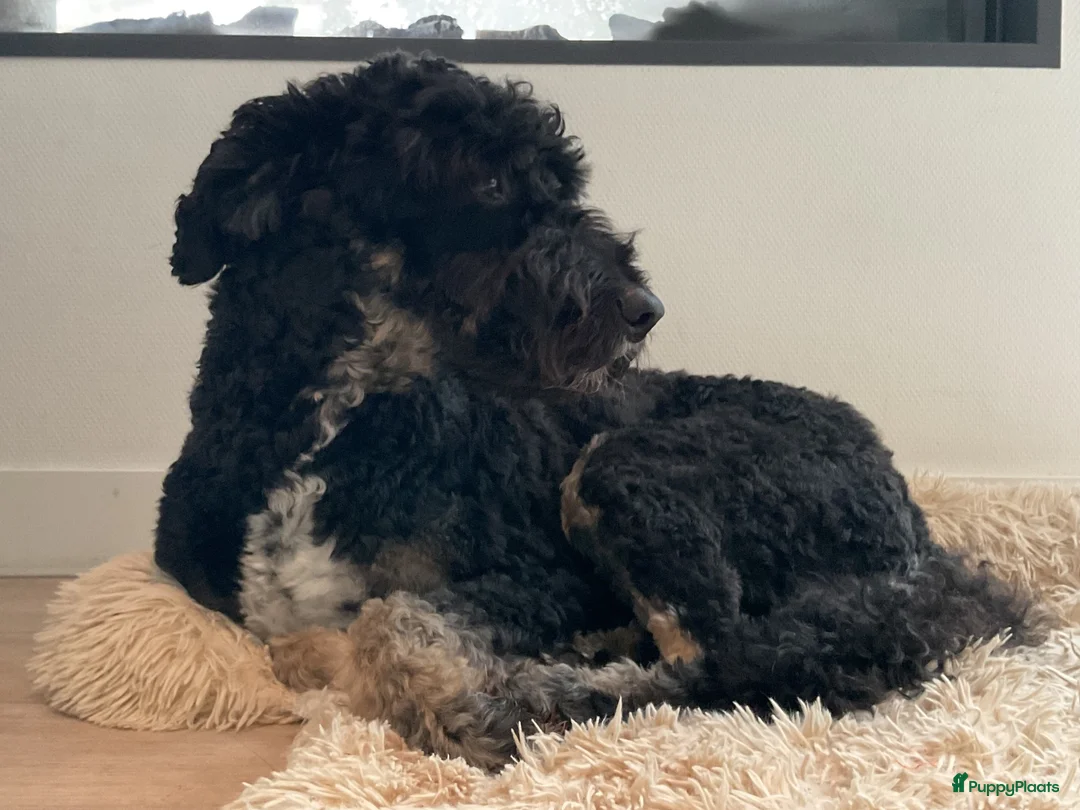 Labradoodle honden ter dekking: Lieve Labradoodle zoekt een leuk teefje - Advertentie 2