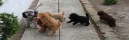 Aussiedoodle honden te koop: werd doodle pups beschikbaar  - Advertentie 1