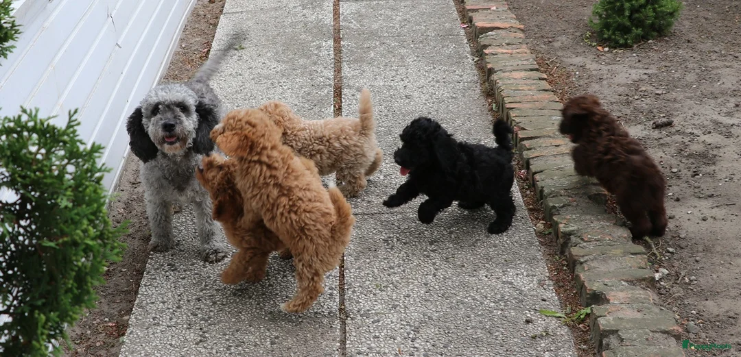 Aussiedoodle honden te koop: werd doodle pups beschikbaar  - Advertentie 1