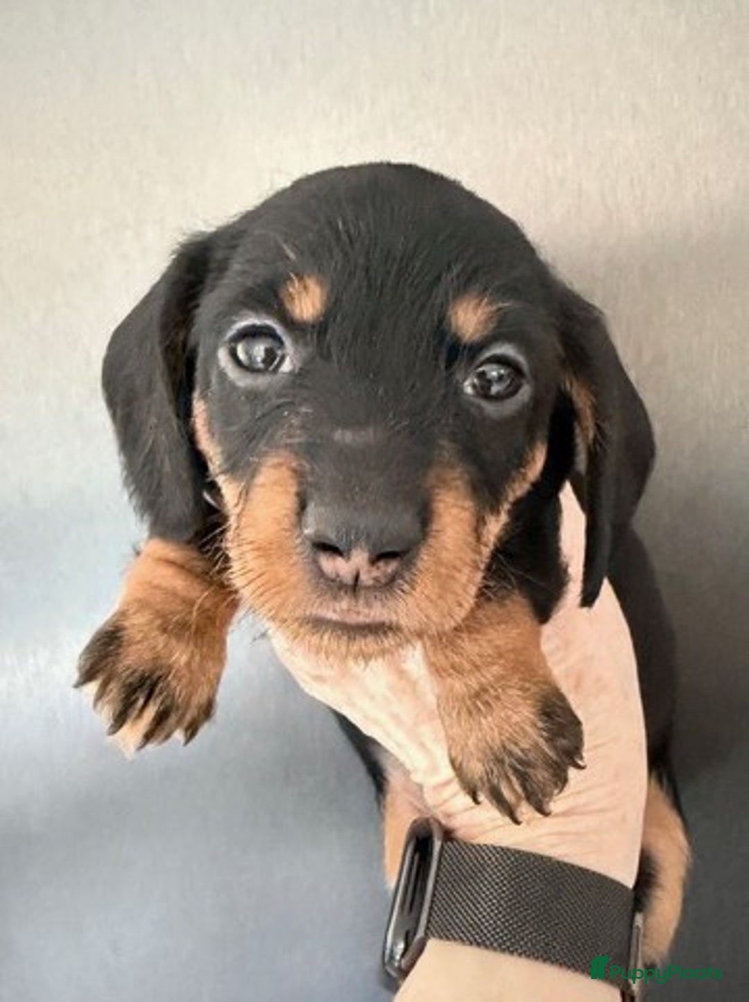 Ruwhaar Teckel honden te koop: Ruwharige dwerg teckel pups met FCI stamboom - Advertentie 3