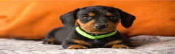 Teckel (korthaar)  honden te koop: Prachtige korthaar dwergteckel pups - Advertentie 13
