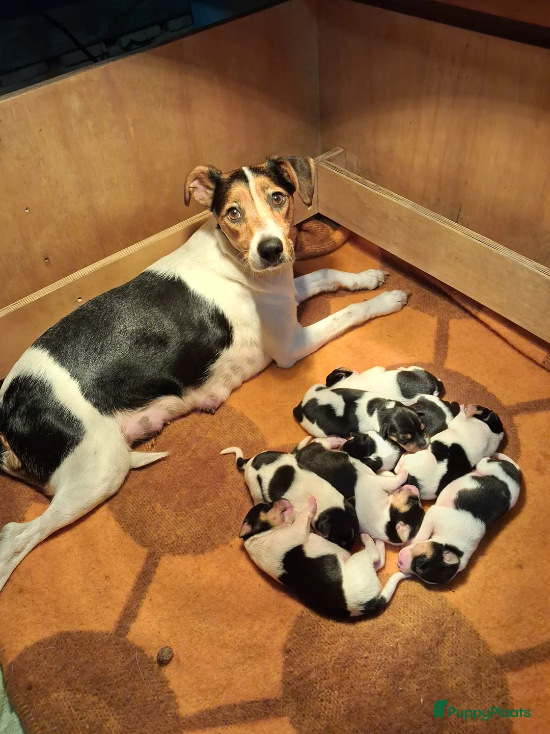 Fox Terriër Gladhaar honden te koop: Boerenfox pups geb. 21 feb 26 - Advertentie 1