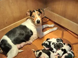 Fox Terriër Gladhaar honden Boerenfox pups geb. 21 feb 26 - Advertentie 2