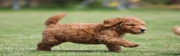 Goldendoodle honden te koop: Mooie Goldendoodle pups - Advertentie 22