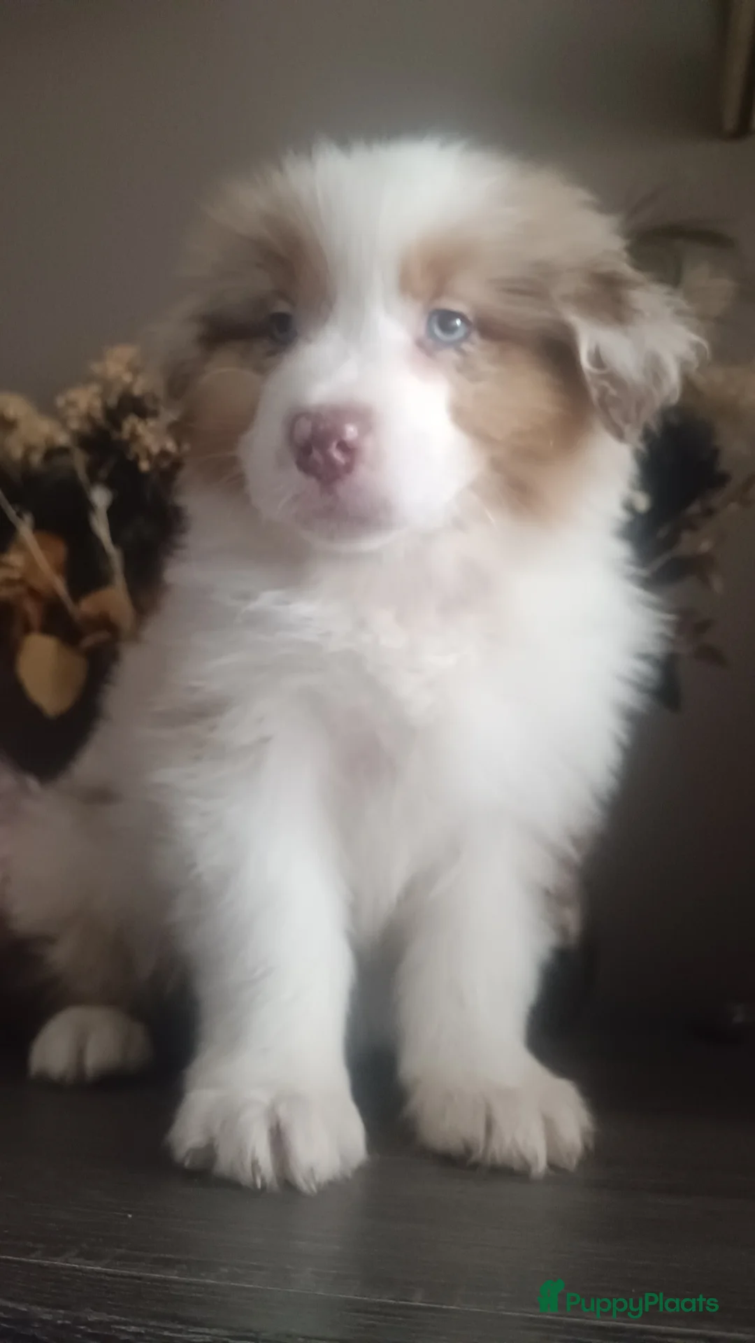 Australian Shepherd honden te koop: Lieve Australian Shepherd pups  - Advertentie 2