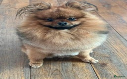 Pomchi honden te koop: Prachtige mini pomchi pups - Afbeelding 16