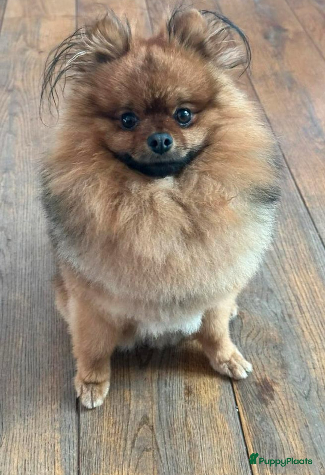 Pomchi honden te koop: Prachtige mini pomchi pups - Afbeelding 16