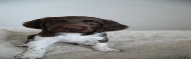 Heidewachtel Puppy 3