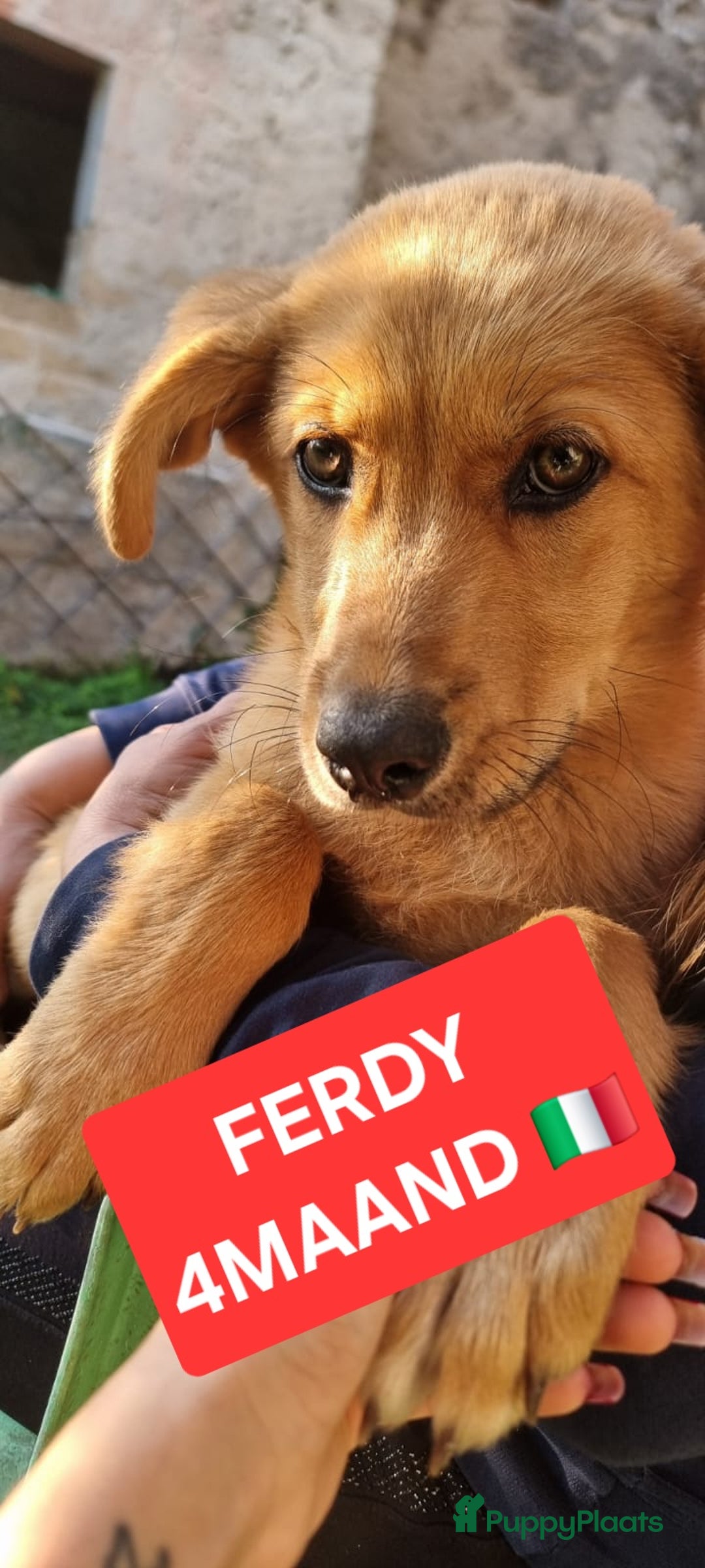 Kruising honden te koop: Ferdy zoekt gouden.mandje - Advertentie 1