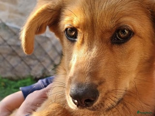 Kruising honden Ferdy zoekt gouden.mandje - Advertentie 8