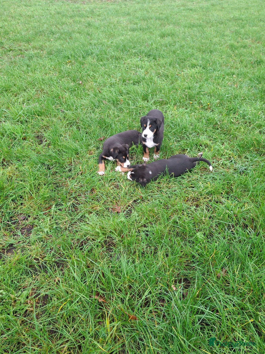 Grote Zwitserse Sennenhond honden te koop: Grote zwitserse sennen pups - Advertentie 5